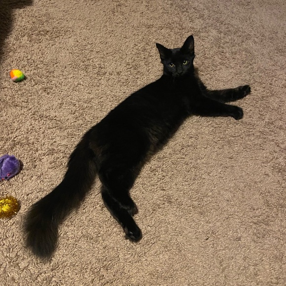 About me 🖤 - Picture 7 of 8